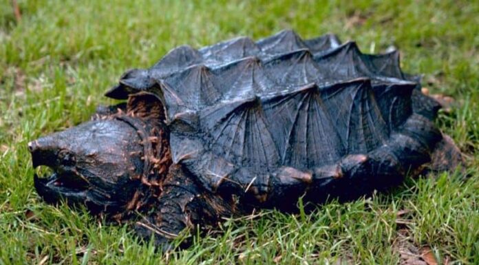 Snapping Turtle in the zoo