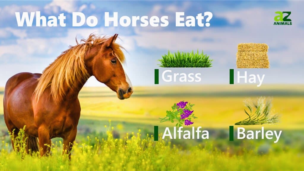 immagine cosa mangiano i cavalli