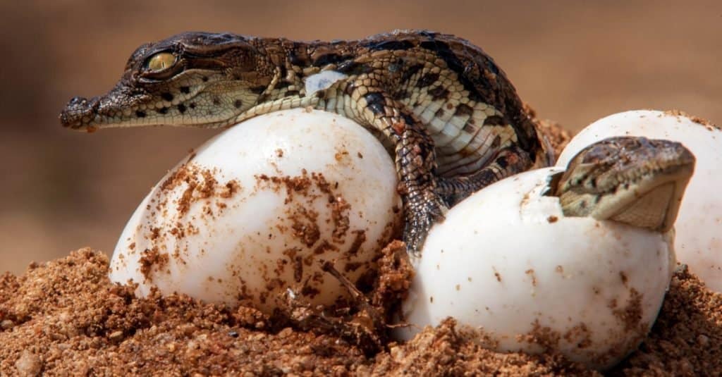 Due coccodrilli del Nilo che escono dall'uovo.