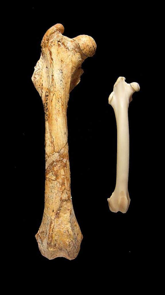 Nuralagus rex&osso del femore di coniglio
