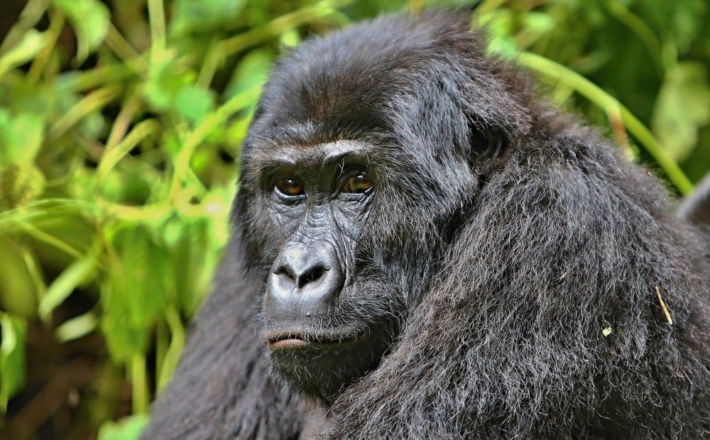 Gorilla di pianura orientale - maschio silverback