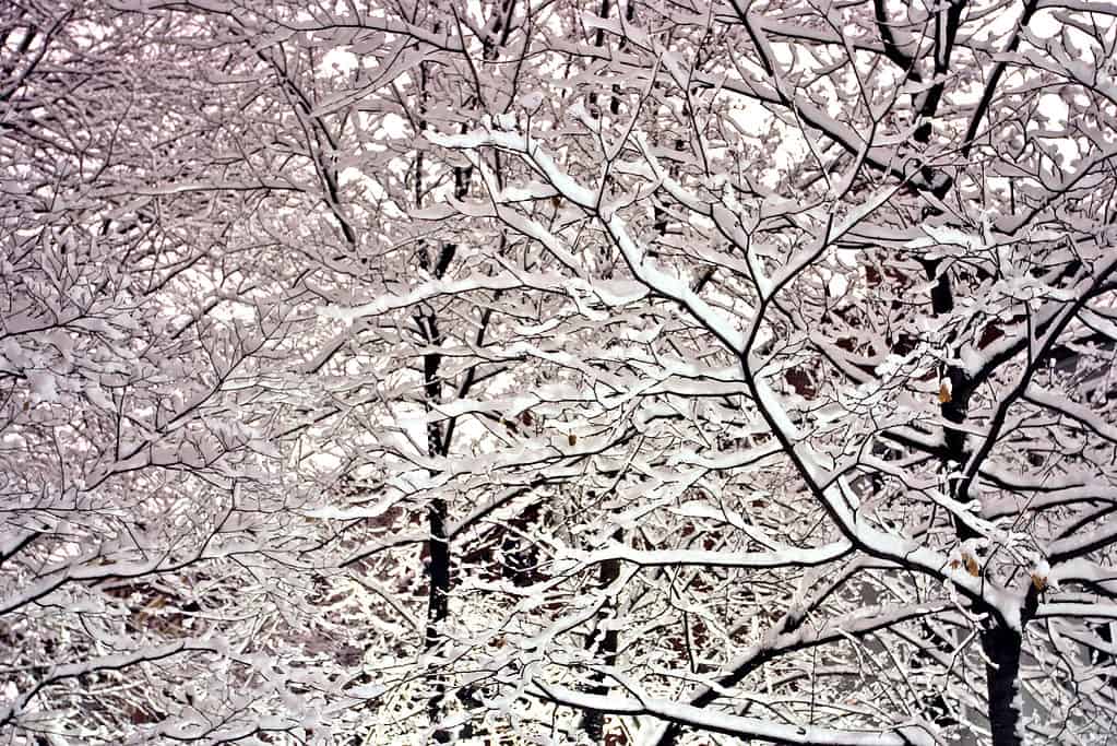 Inverno nel Massachusetts