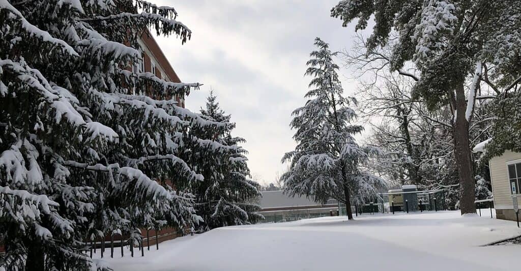 alberi in inverno