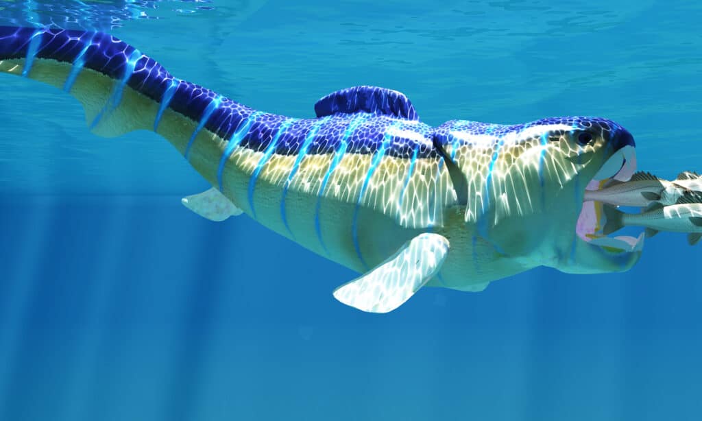 Illustrazione 3D di Dunkleosteus pronto a divorare più pesci contemporaneamente
