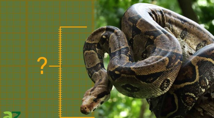 Scopri il più grande boa constrictor mai catturato
