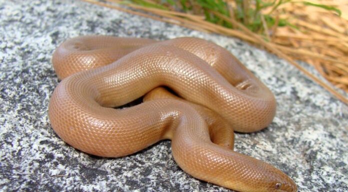 Boa snake in the United States