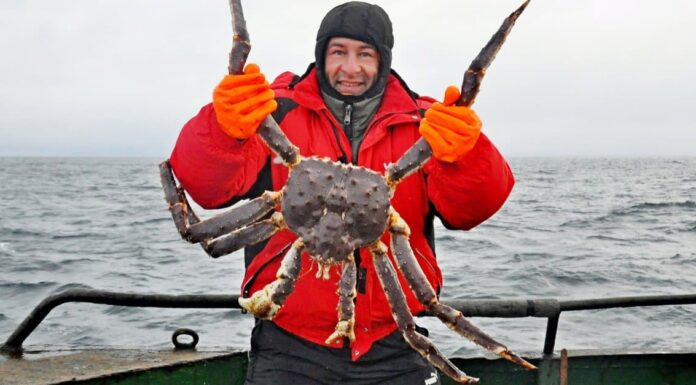 Top 10 Animals That Have Shells - king crab