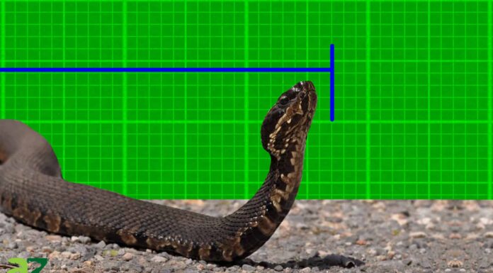 Scopri il più grande serpente Cottonmouth mai registrato
