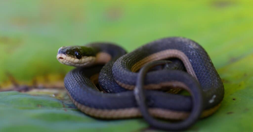 Serpenti in Mississippi - Serpente di palude lucido delta (Serpente gambero)