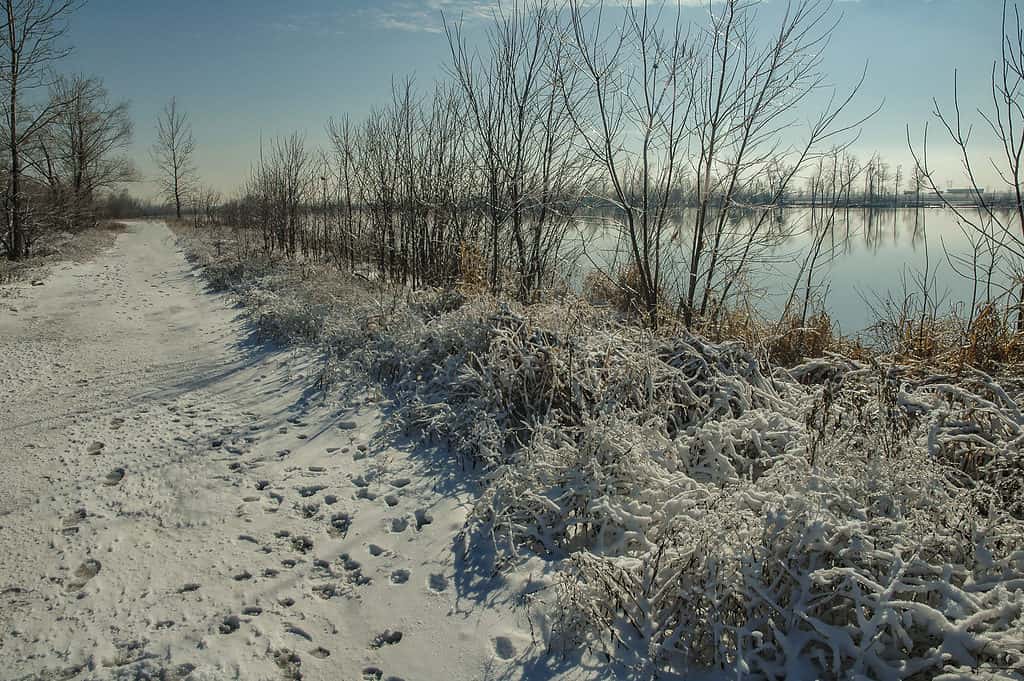Inverno lungo il fiume Mississippi vicino a St. Louis, MO
