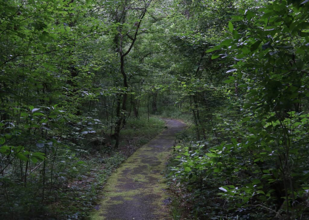 Sentiero naturalistico in Louisiana