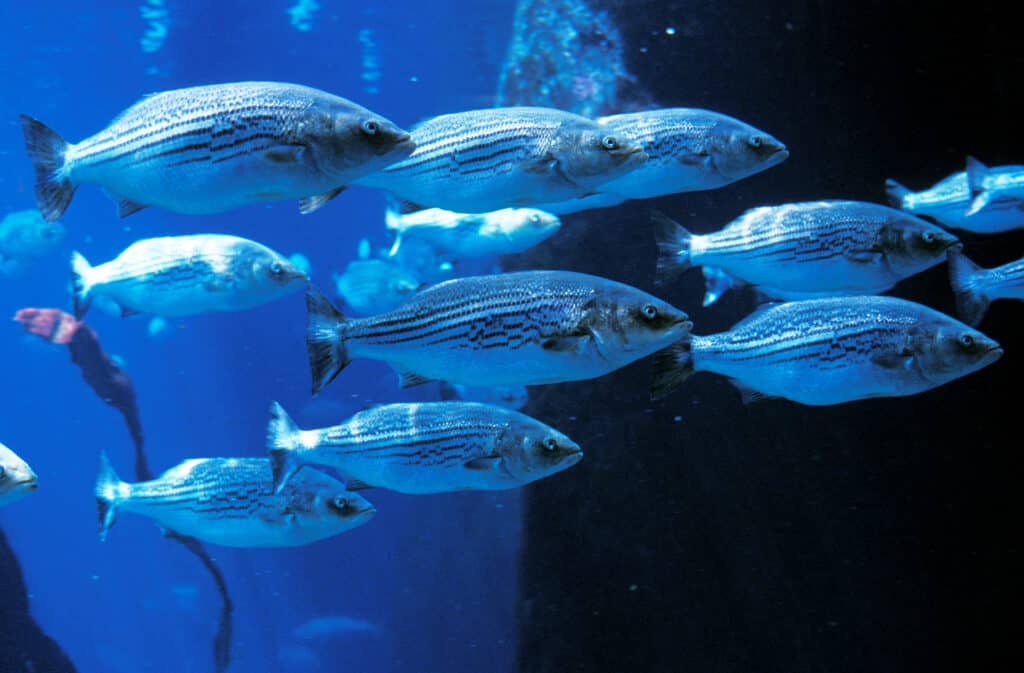 Un banco (banco) di spigole striate di colla/argento che nuotano in un acquario con uno sfondo molto blu sul lato sinistro dell'inquadratura e quasi nero sul lato destro.