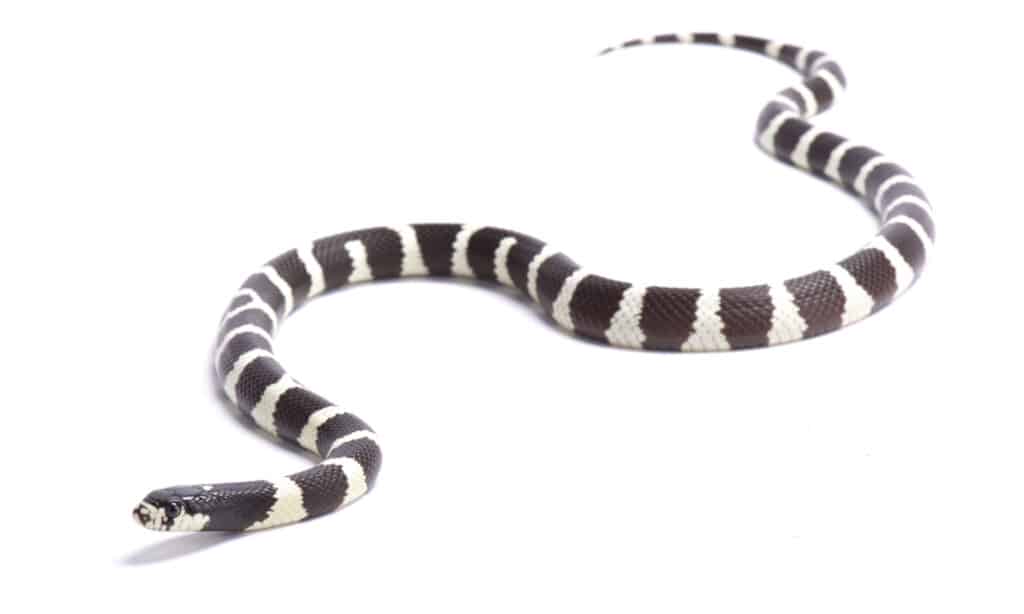 Un serpente reale della California su uno sfondo bianco