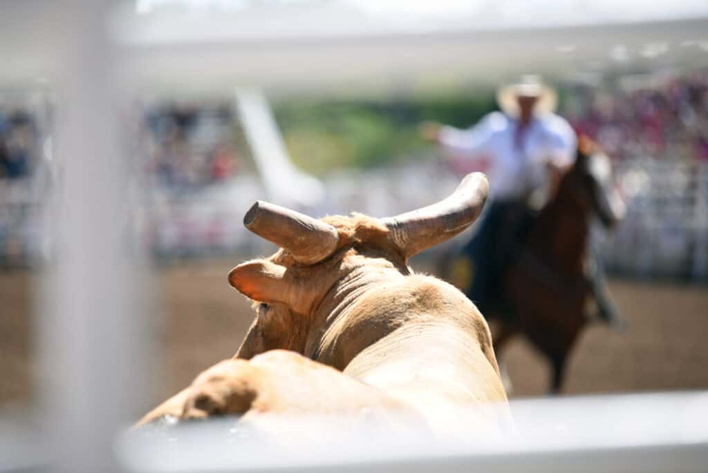 toro visto in un rodeo con cowboy e cavallo in avvicinamento nelle vicinanze