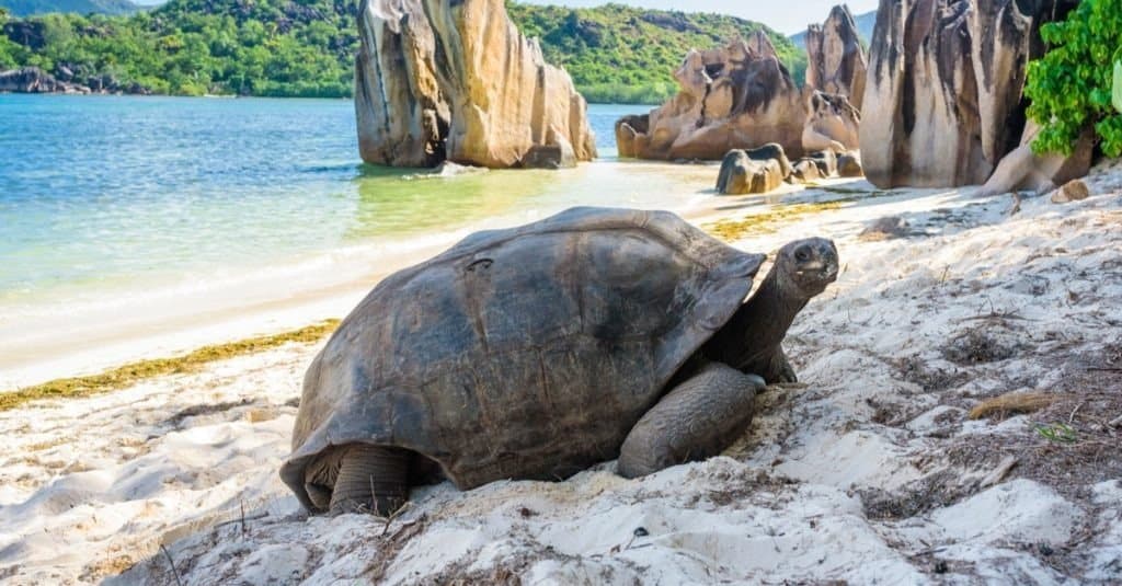 Tartaruga gigante di Aldabra, Tartaruga alle Seychelles sulla spiaggia vicino a Praslin
