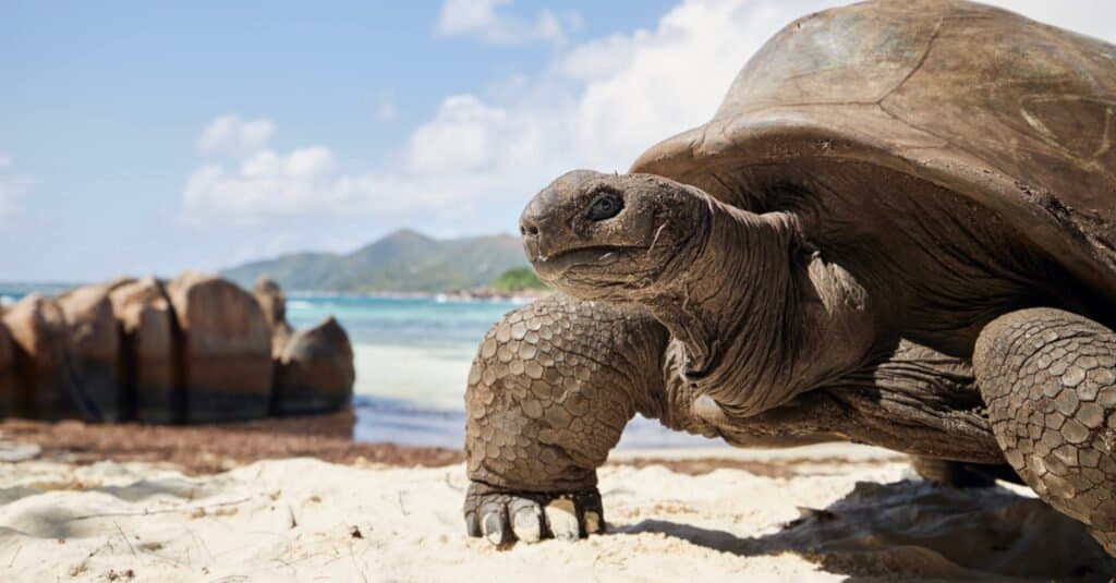 Tartaruga più antica - Una tartaruga sulla spiaggia 