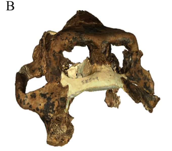 Dinopithecus ingens cranio (SK 599), archivio DNMNH