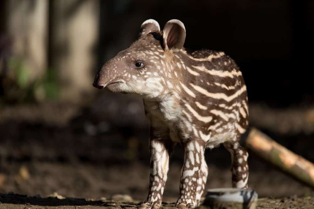 Piccolo cucciolo striato del tapiro sudamericano (Tapirus terrestris), in via di estinzione