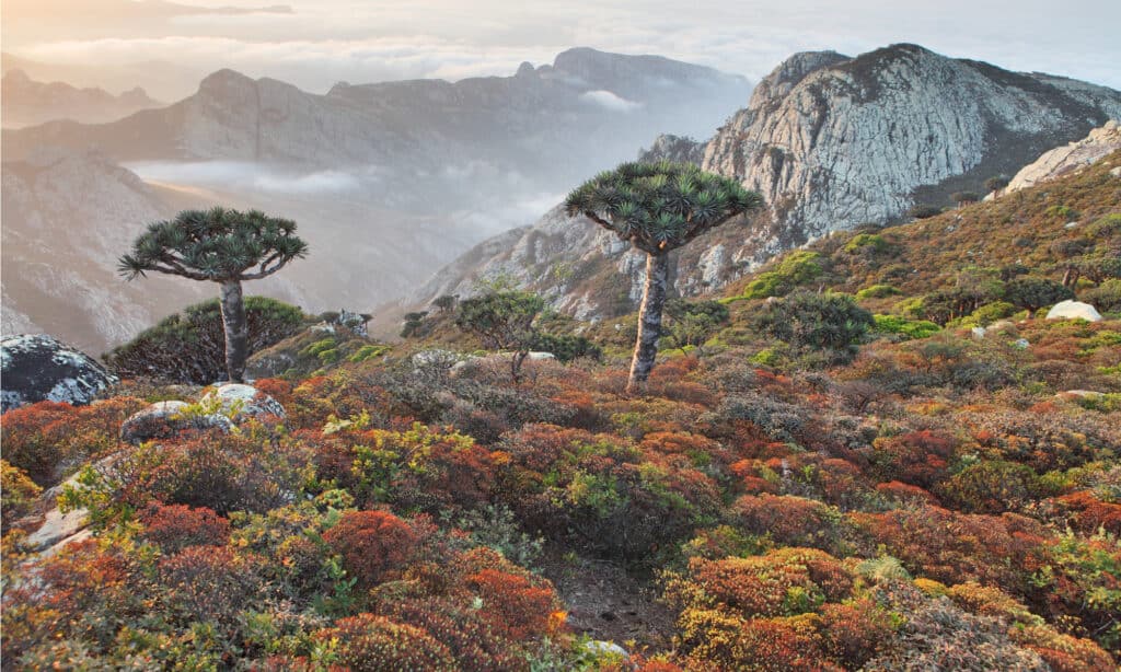 Isola di Socotra