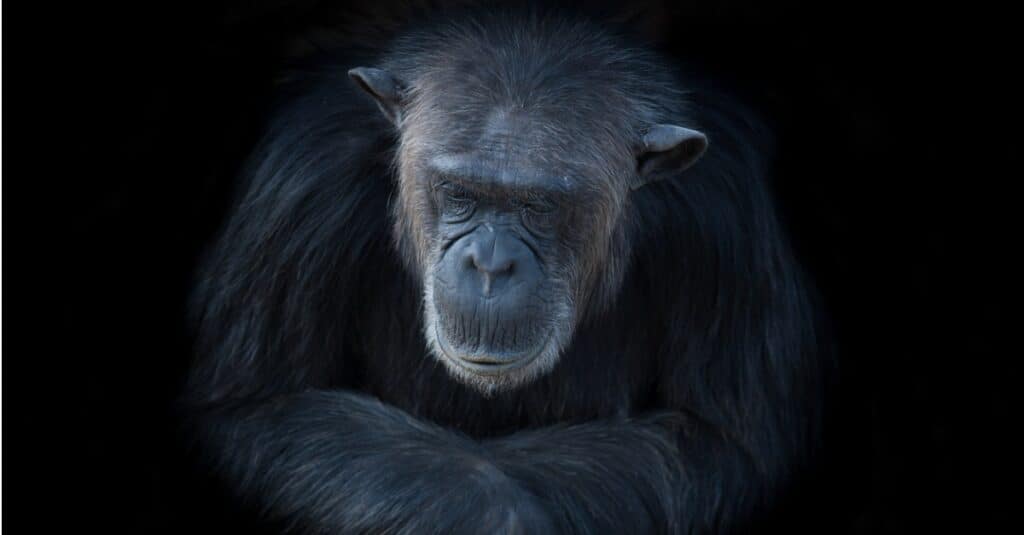 Durata della vita dello scimpanzé - scimpanzé più anziano