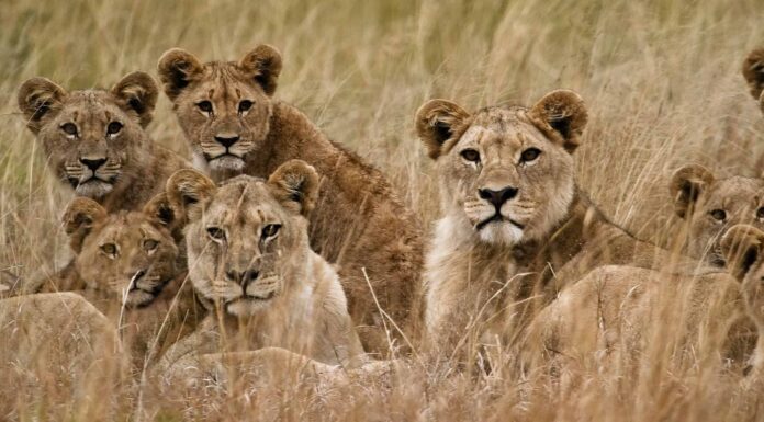 Scopri l'orgoglio dei leoni così feroce che cacciano gli elefanti
