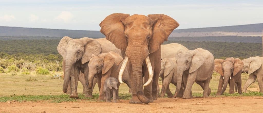 Quanto vivono gli elefanti?
