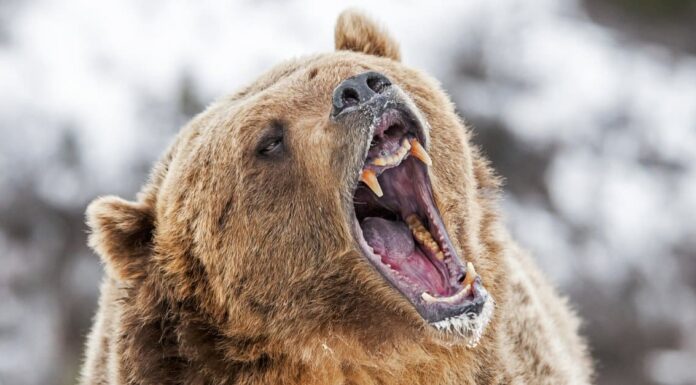 Scopri l'orso bruno più grande di sempre

