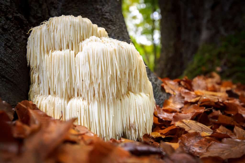 enorme fungo della criniera del leone nella foresta