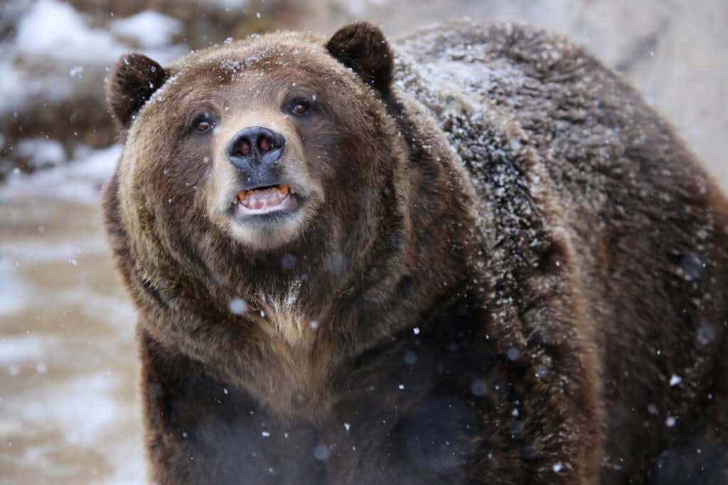 Orso grizzly nella neve