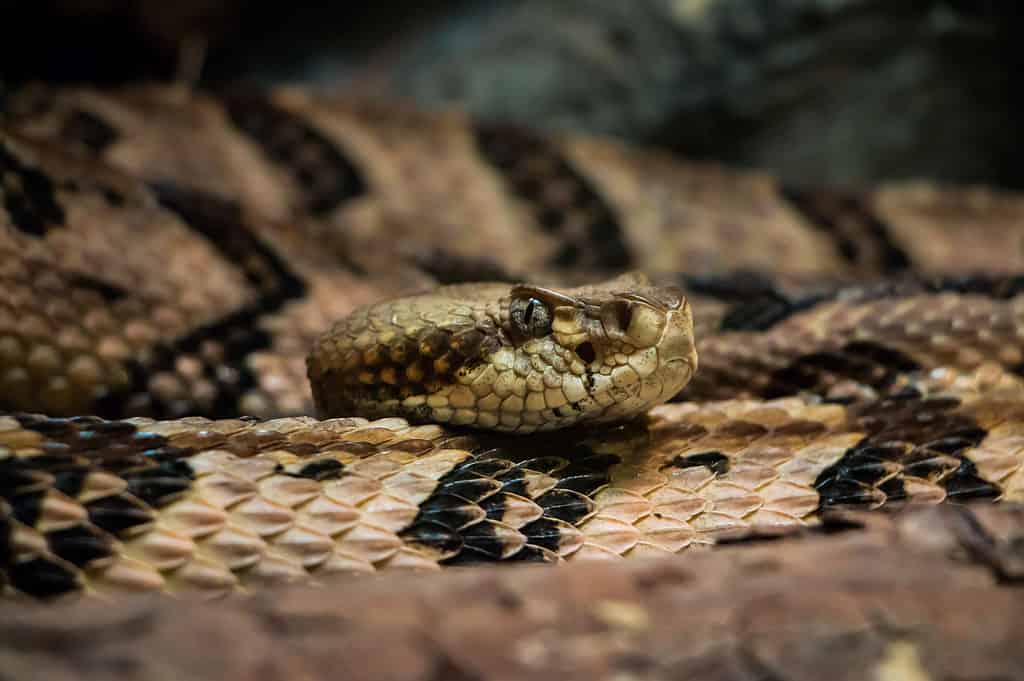 Il serpente a sonagli del canneto può essere trovato sia nel Mississippi che in Florida