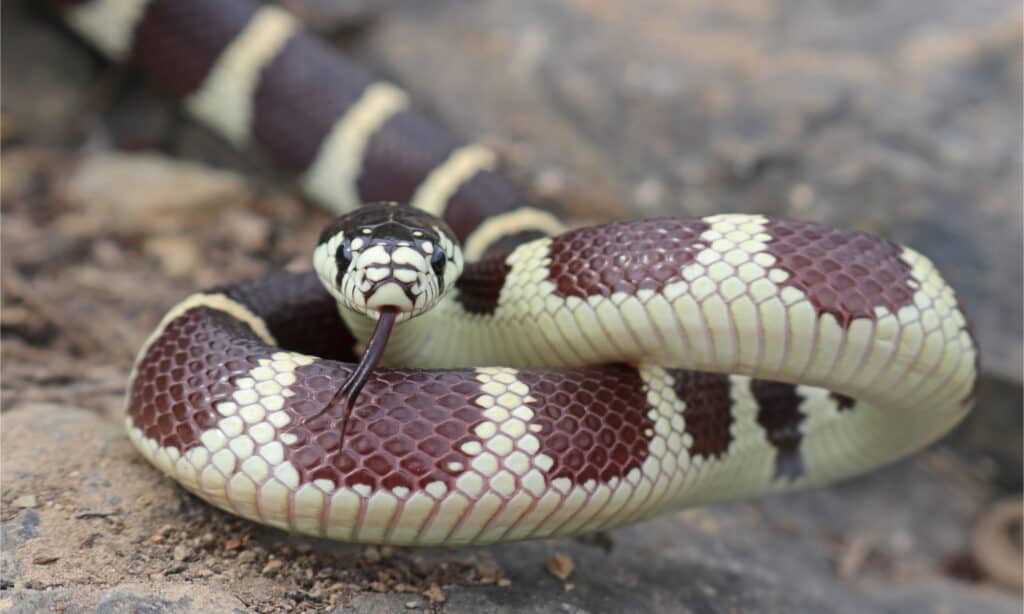 Re serpente della California 