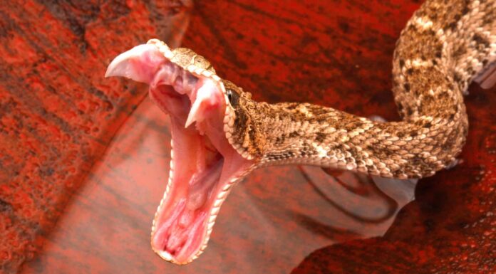 Serpenti del Kansas Garden: identificare i serpenti più comuni nel tuo giardino
