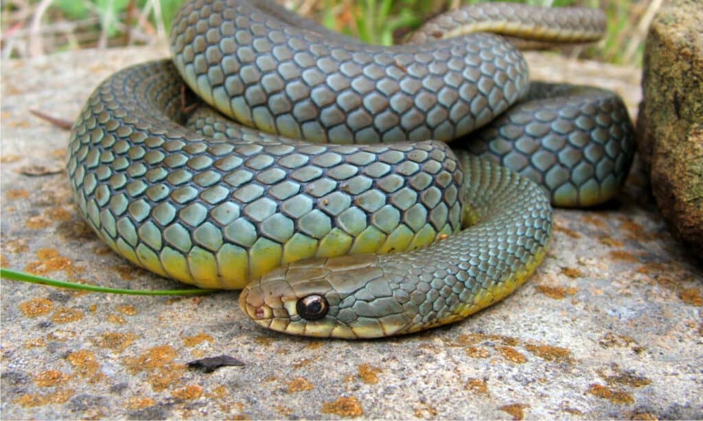 Un grande e colorato serpente Racer dal ventre giallo orientale, Coluber constrictor flaviventris, si avvolse sulla difensiva con un pasto abbondante nel ventre.