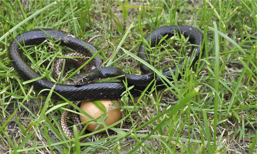 serpente mangiatore di uova