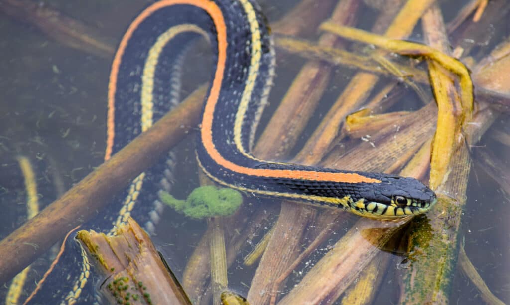 Sebbene non sia un vero serpente d'acqua, i serpenti giarrettiera delle pianure abitano molte zone umide.