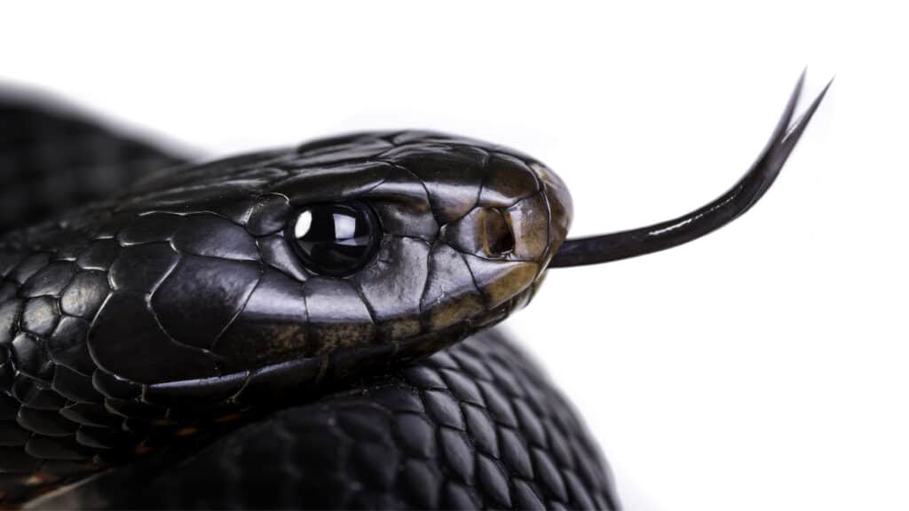 Un primo piano di un serpente nero dal ventre rosso che fa scorrere la lingua