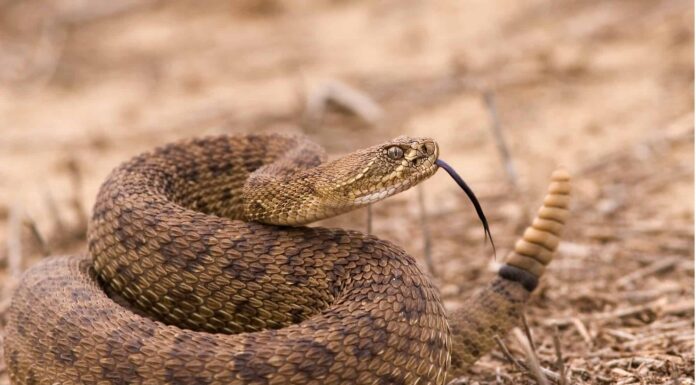 Serpenti velenosi in Texas: i 14 serpenti che dovrebbero farti preoccupare

