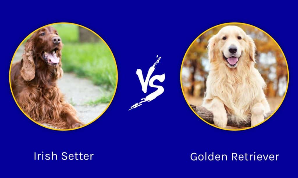 Setter irlandese contro Golden Retriever