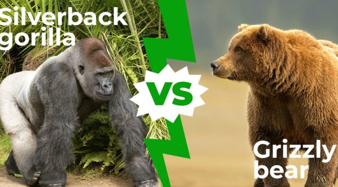 Silverback Gorilla vs Grizzly Bears: chi vincerebbe in un combattimento?
