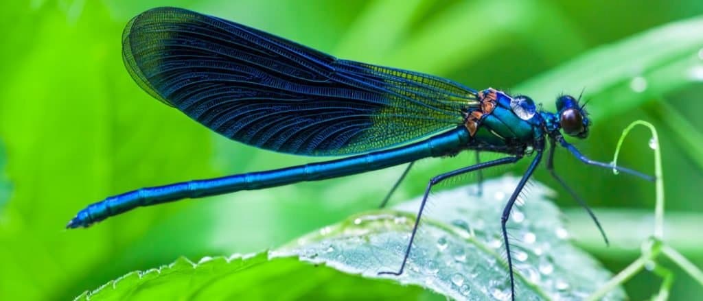 la libellula blu si siede su un'erba su un prato
