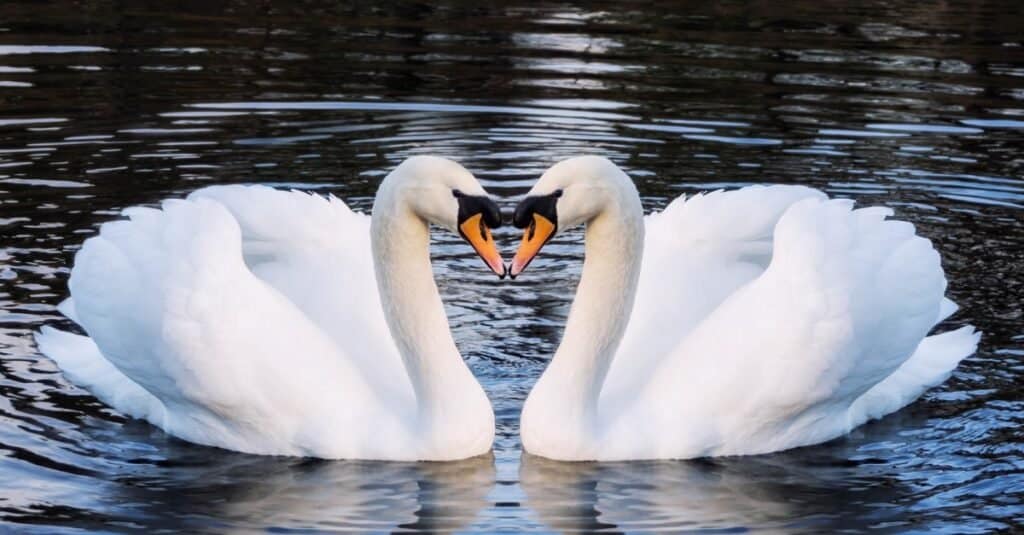 Gli animali più romantici