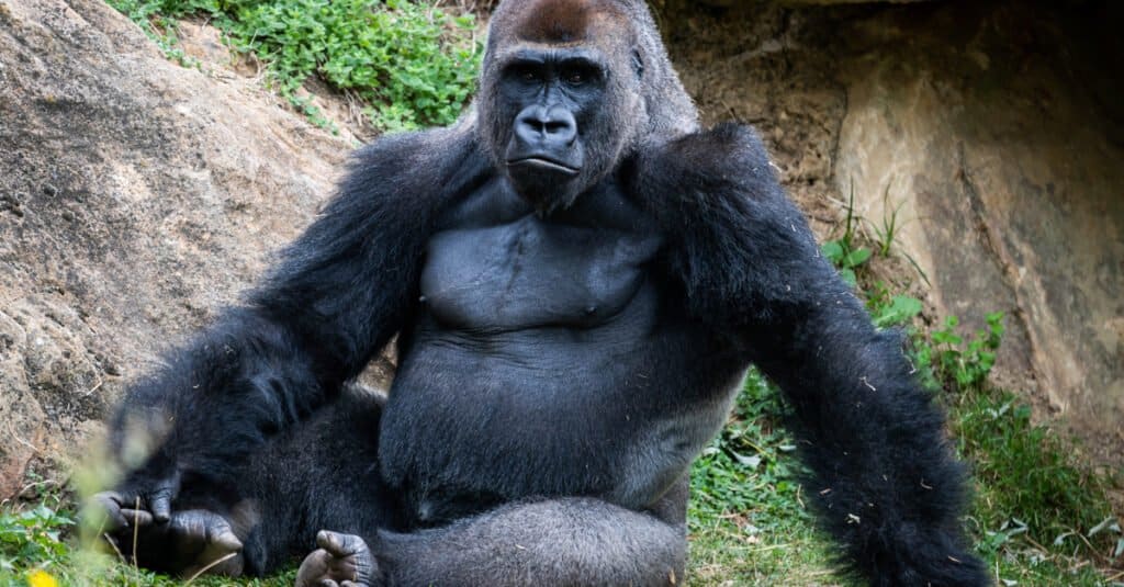 Forza del morso del gorilla - riposo del gorilla