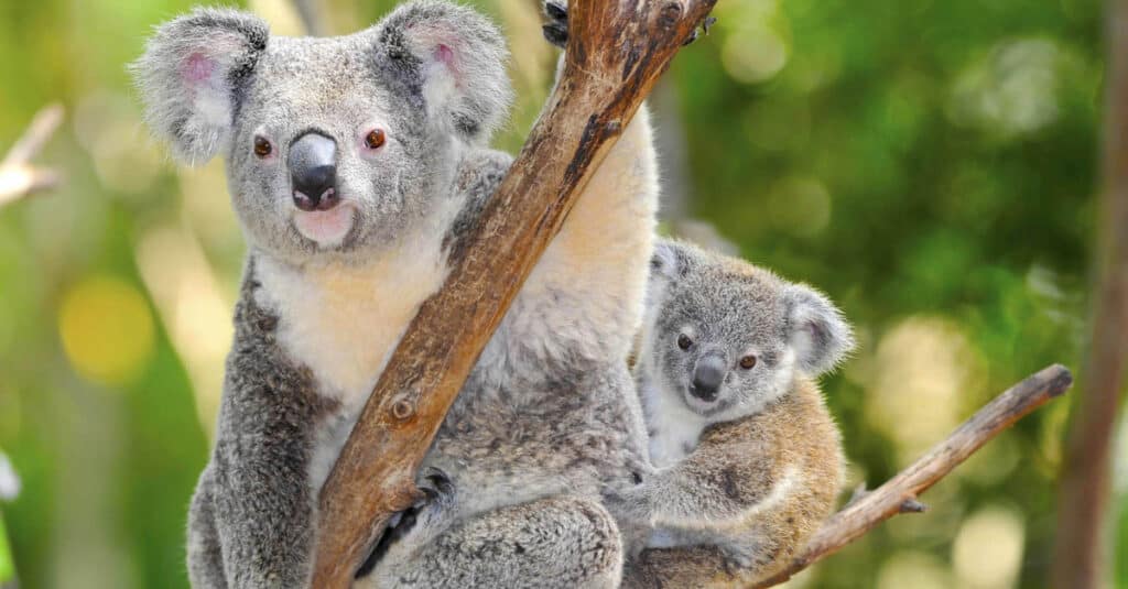 primo piano del koala del bambino