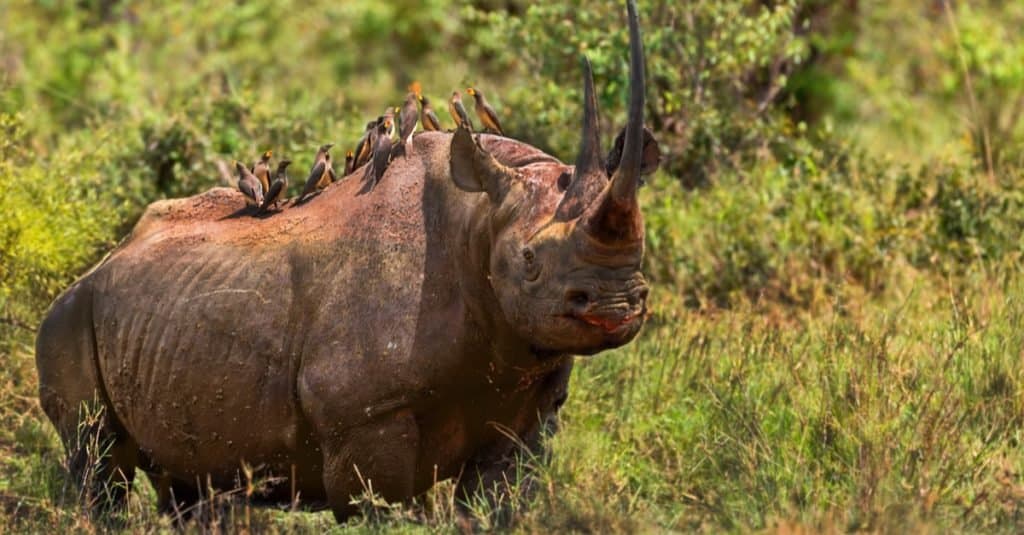 L'animale più spaventoso del mondo: il rinoceronte nero