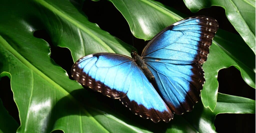 farfalla morfo blu su foglie giganti