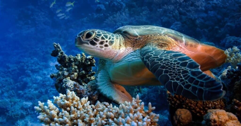 Animali che vivono nelle barriere coralline: le tartarughe marine