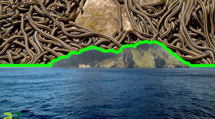 Snake Island: la vera storia dell'isola più infestata da serpenti sulla Terra 
