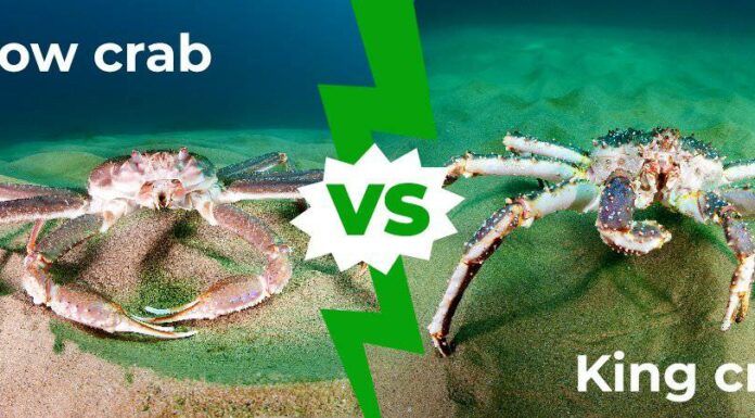 Snow Crab vs King Crab: 4 differenze chiave spiegate
