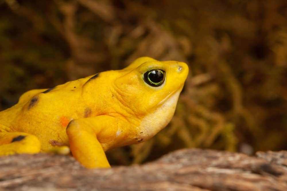 Un profilo laterale ravvicinato di una rana dorata panamense con vegetazione sullo sfondo.