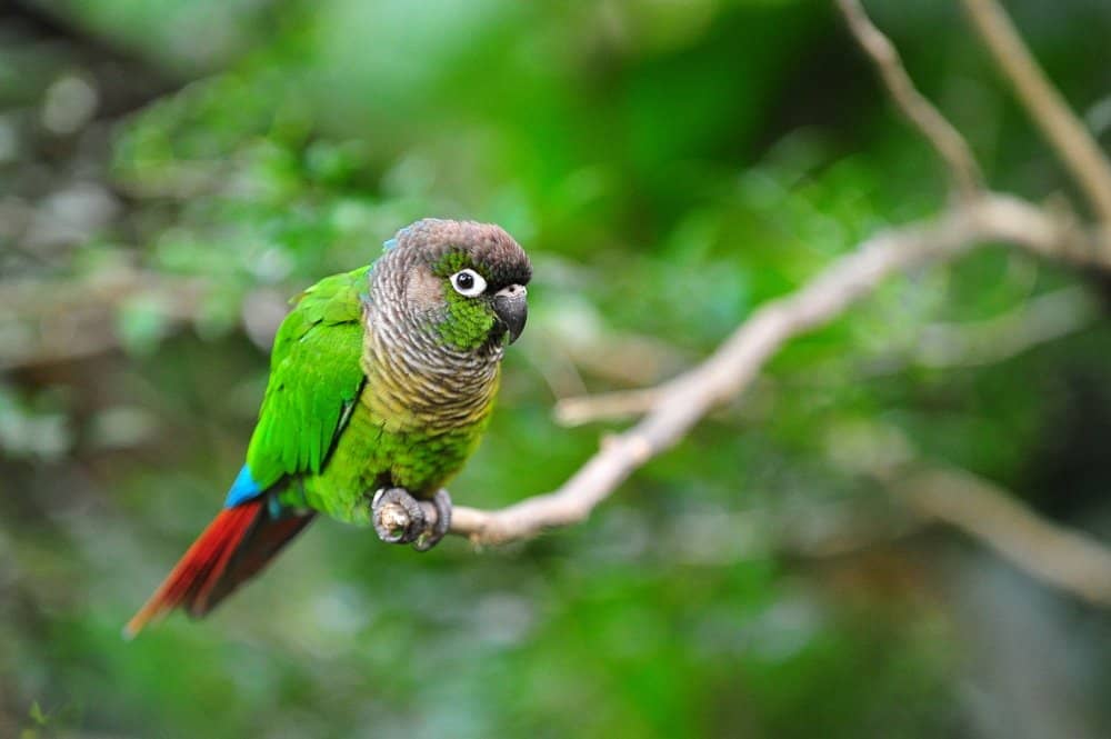 Un pappagallo dalle guance verdi appollaiato su un ramo di un piccolo albero con fogliame sullo sfondo.
